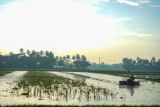 view of rice fields in the city of sepatan
