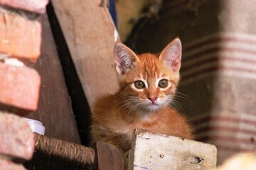 Chaton