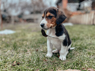 A small month-old beagle puppy sits on the lawn grass with a leaf in its mouth against the backdrop...