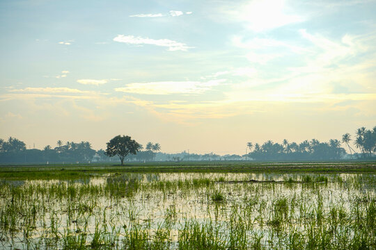 view of rice fields in the city of sepatan