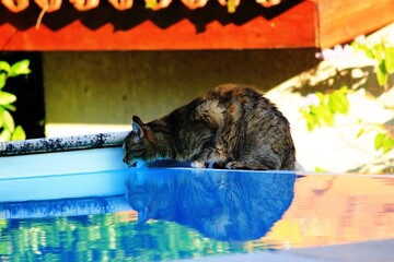 Chat 