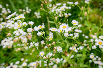 Field Flowers
