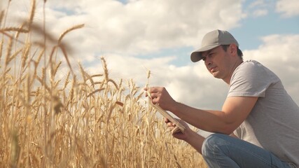 Naklejka na ściany i meble businessman analyzing grain harvest. farmer working with tablet computer on wheat field. agricultural business. agronomist with tablet studying wheat harvest in the field. grain harvest. ecologically