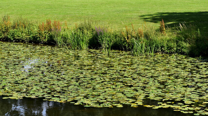 Water-lilies on the pond, Warwick, England