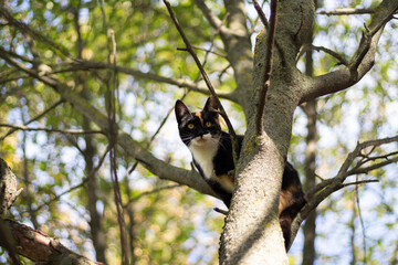 The cat climbed a tree. The cat cannot come down.