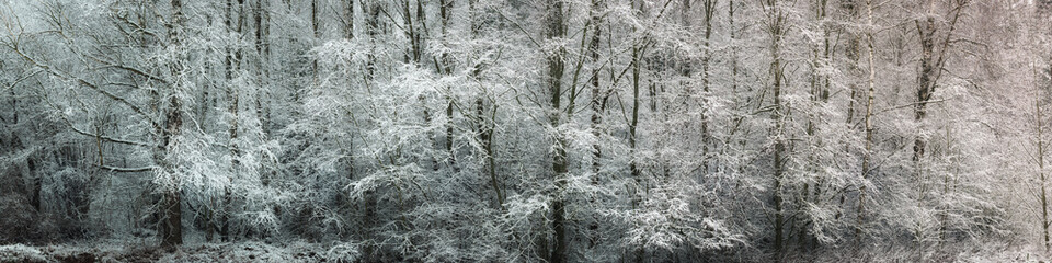 a wide panoramic view of a snow-covered dense deciduous forest with frost on bare trees and side lighting. cold winter landscape