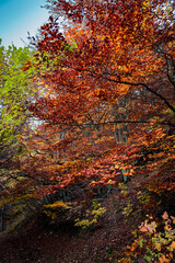 paesaggio boschivo autunnale, con foliage