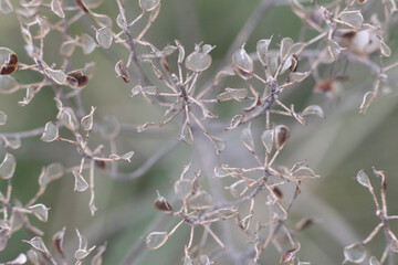 close-up of herbs