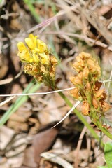 Flores do cerrado brasileiro