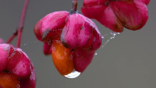 Ripe fruits of Spindle Tree (Euonymus europaeus) - (4K)
