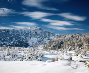 Exotic winter spruces in snow on a frosty day. Location place Carpathian mountains, Ukraine, Europe.