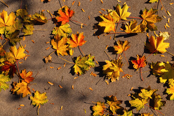 Autumn yellow leaves fallen on the ground