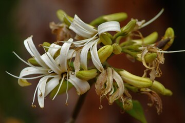 Flores do cerrado brasileiro
