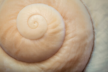 Close up of sea shell