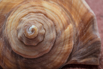 Close up of sea shell