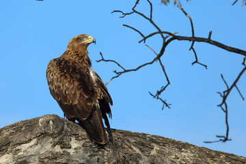 Wahlbergsadler / Wahlberg's  Eagle / Aquila wahlbergi