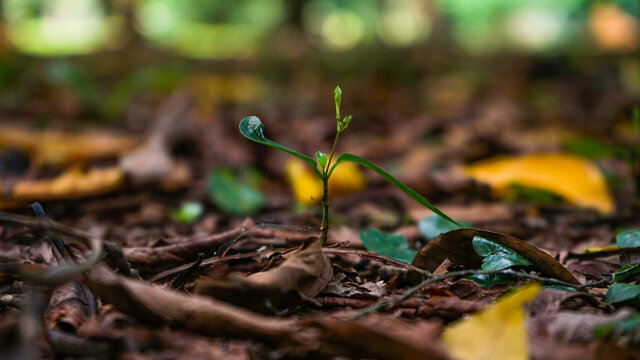 plant