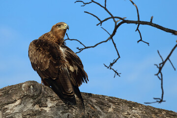 Wahlbergsadler / Wahlberg's  Eagle / Aquila wahlbergi