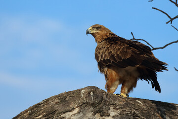 Wahlbergsadler / Wahlberg's  Eagle / Aquila wahlbergi