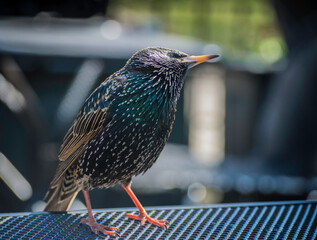 Pequeña ave de colores.
Small Bird with Colors. 