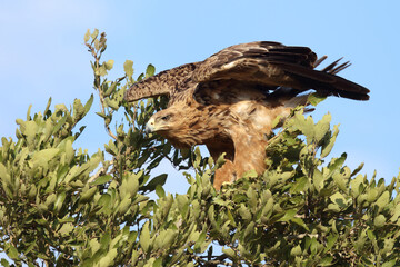 Wahlbergsadler / Wahlberg's  Eagle / Aquila wahlbergi