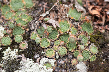 
Rocky flowers