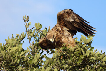 Wahlbergsadler / Wahlberg's  Eagle / Aquila wahlbergi