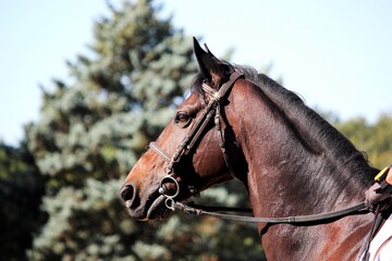 cheval