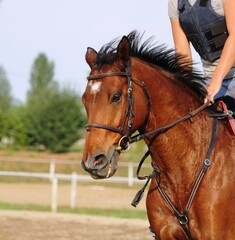 Fototapeta premium cheval