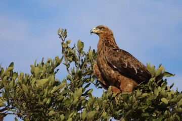 Wahlbergsadler / Wahlberg's  Eagle / Aquila wahlbergi