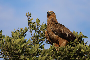 Wahlbergsadler / Wahlberg's  Eagle / Aquila wahlbergi