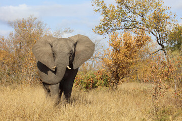 Afrikanischer Elefant / African elephant / Loxodonta africana.
