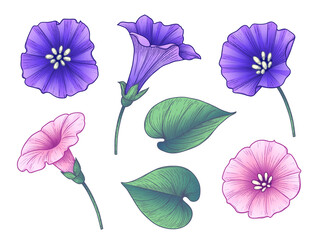 Hand Drawn Colorful Bindweed Flowers Set