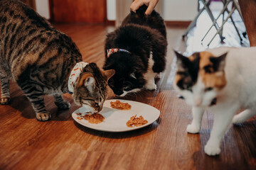 Domestic cats in their daily lives.