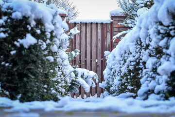 Close up of the wooden garden gate with doorway covered with fresh snow in winter. Selective focus. 