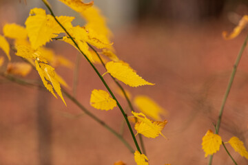 黄色く色づいた葉