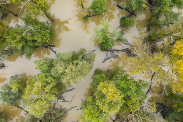 Flood in forest with green and yellow treetops from drone. Summer nature scenery from above with water level rising near river and floating branches and trunks.