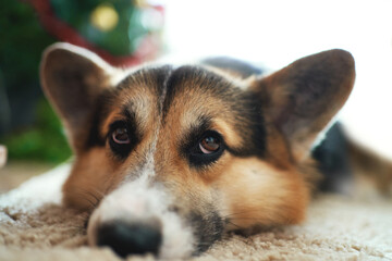 Closeup portrait cute pet welsh corgi dog lying on fluffy carpet at Christmas time with Christmas tree on background