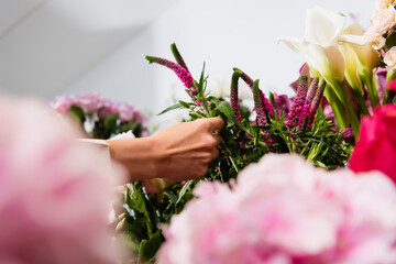 Cropped view of florist taking celosia flower with blurred hydrangeas on foreground