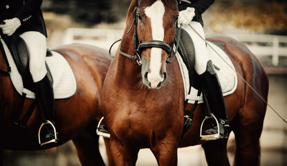 Equestrian sport.Portrait of a sorrel horse with a white groove on his muzzle.Two sports horses...
