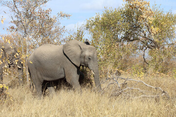 Fototapeta premium Afrikanischer Elefant / African elephant / Loxodonta africana.