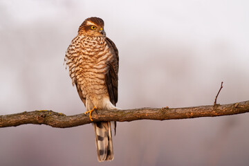 Eurasian sparrowhawk, accipiter nisus, resting on branch in autumn. Strong female bird of prey with long tail sitting on twig with copyspace. Feathered predator looking on bough with space for text.