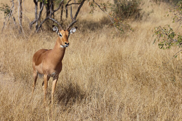 Schwarzfersenantilope / Impala / Aepyceros melampus