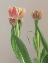 Pink Peony Tulips