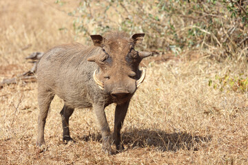 Warzenschwein / Warthog / Phacochoerus africanus