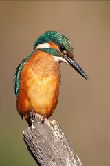 Common kingfisher, alcedo atthis, looking down on stump in summer nature. Vertical composition of colorful bird with turquoise head and orange body resting on branch.
