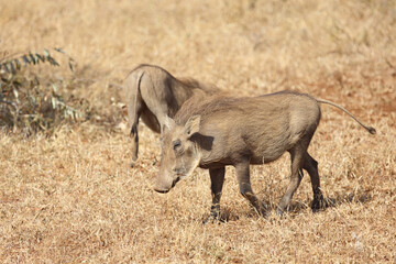 Fototapeta premium Warzenschwein / Warthog / Phacochoerus africanus