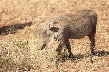 Warzenschwein / Warthog / Phacochoerus africanus