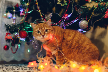 Ginger cat caught playing with illumination lights under Christmas tree at home. Christmas and New...