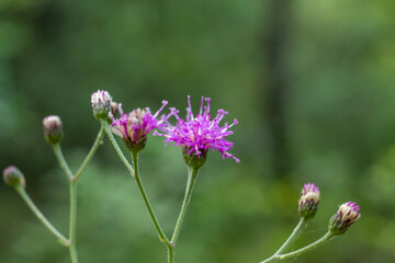 flores de color violeta con fondo desenfocado